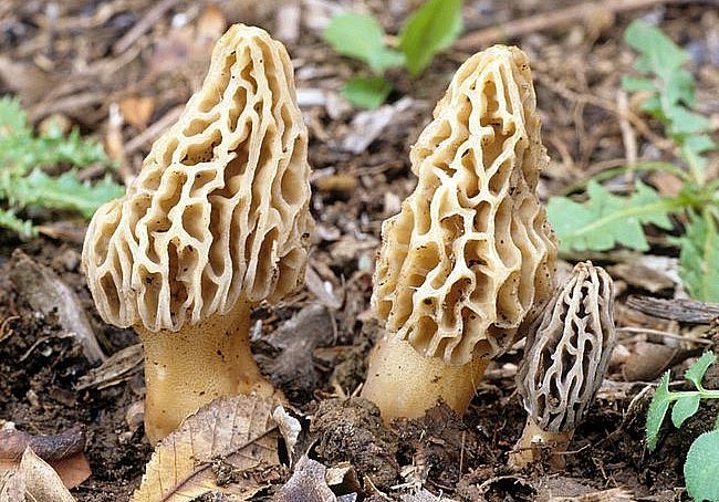 Nấm bụng dê chủ yếu mọc trong môi trường tự nhiên.