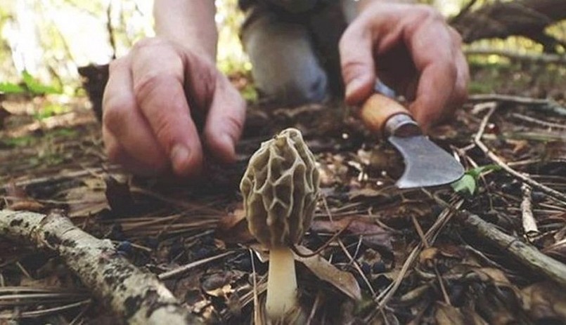 Việc khai thác nấm bụng dê rất khó khăn nên loài nấm này rất quý hiếm.