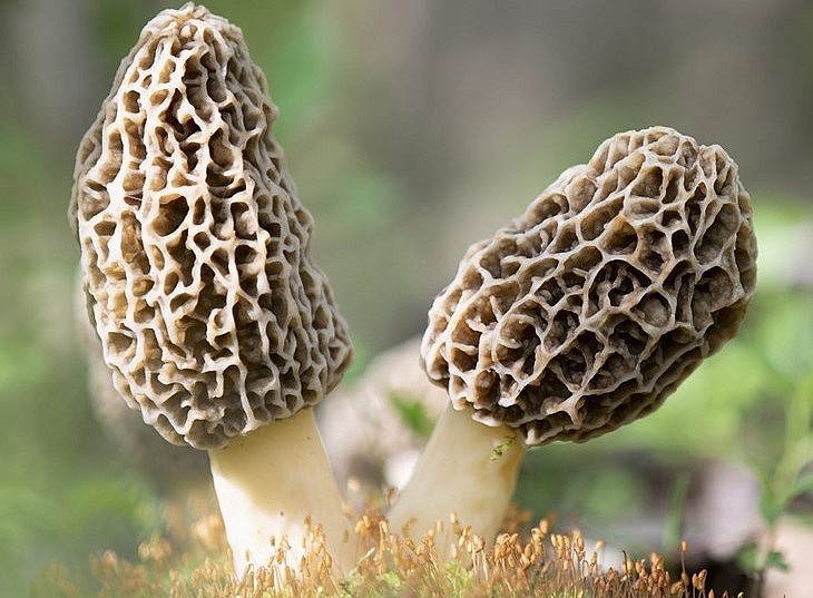 Nấm bụng dê mọc lên từ đất có giá đắt đỏ.