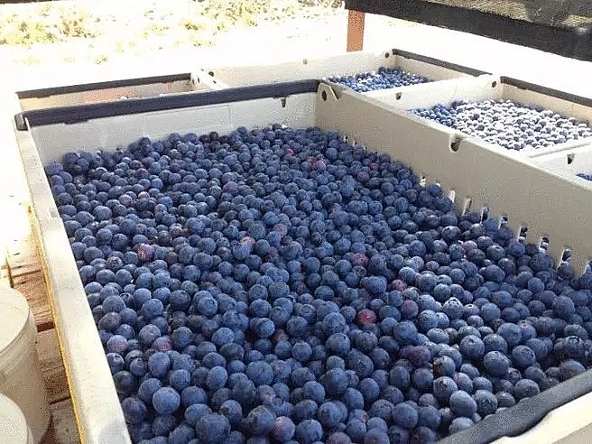 Việt quất rừng quả mọng, Quả mọng nhỏ bé này chứa nhiều chất chống oxy hóa 