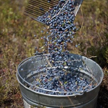 Việt quất rừng có gì quý mà giá 7 triệu đồng/kg, người hái kiếm bộn tiền