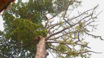 Cây dầu cổ thụ khủng cỡ nào mà ví như chứng nhân vùng đất núi Sập - Thoại Sơn