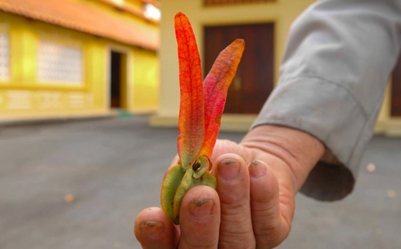 Do mọc trên địa hình đồi núi, có thời gian cây dầu hơn 2 thế kỷ bị khô dẫn đến nửa thân cây bị héo úa. Để cứu sống cây, người trong đình bơm nước tưới cây mỗi ngày nên giờ các lá non đã mọc bao phủ nhiều nhánh.