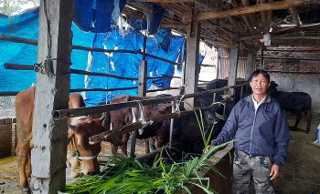 Lão nông miền đất võ thu nhập hơn nửa tỷ đồng mỗi năm nhờ thay đổi tư duy mô hình chăn nuôi