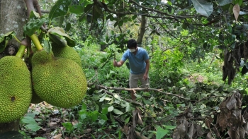 Giá mít tăng cao liệu có ngăn được làn sóng chặt hạ để trồng sầu riêng ở Đắk Nông?