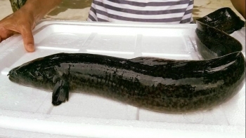 Loài cá đặc sản nuôi thử trong ao đất ai ngờ sau hơn 1 năm tăng vài chục lần, nông dân phấn khởi