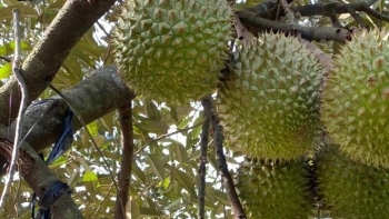 Chờ sầu riêng ra trái vẫn thu 400 triệu mỗi năm nhờ bí quyết trồng xen rau đặc sản