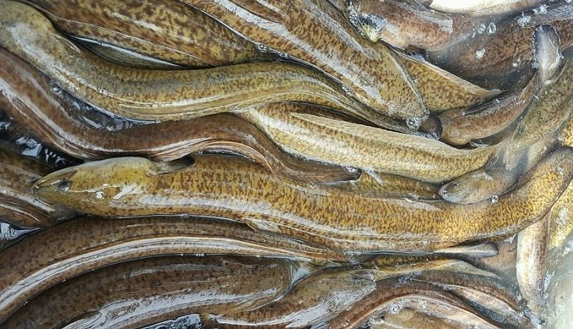 Cá chình hoa được tiêu thụ nhiều ở các nhà hàng và xuất khẩu.