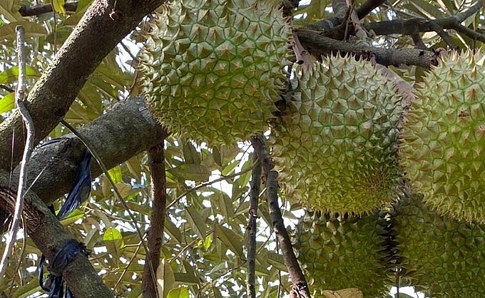 Nhiều nhà vườn chuyển đổi sang trồng sầu riêng nhưng khó khăn vì phải mất 5 năm sau mới có nguồn thu.