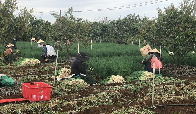 Trồng xen rau trong vường sầu riêng giúp gia đình ông Dịu có lợi nhuận 300 đến 400 triệu đồng/năm.