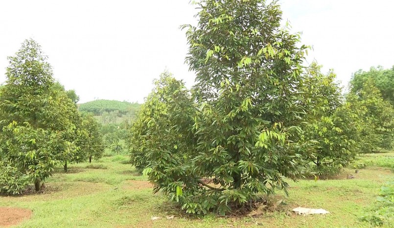 Những vườn sầu riêng mới trồng nều áp dụng trồng xen canh sẽ có thêm nguồn thu lấy ngắn nuôi dài.