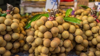 Nhãn Hưng Yên chín sớm, bán giá cao