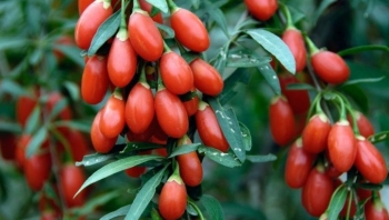 5 nhóm người không nên ăn kỷ tử