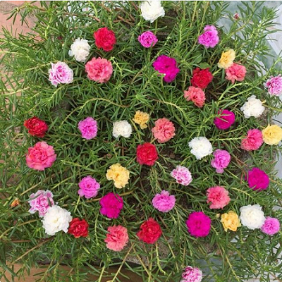 5 loại hoa càng nóng càng nở điên cuồng, nếu trồng bây giờ 30 ngày sau sẽ khoe sắc rực rỡ