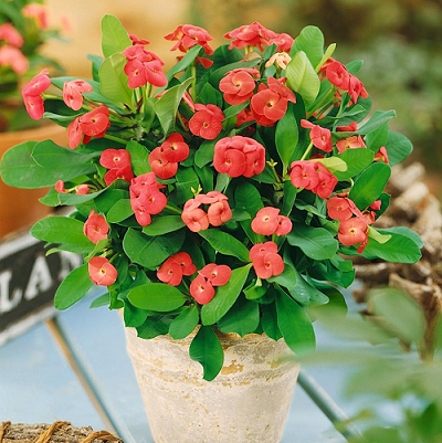 5 loại hoa càng nóng càng nở điên cuồng, nếu trồng bây giờ 30 ngày sau sẽ khoe sắc rực rỡ