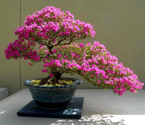 5 loại hoa càng nóng càng nở điên cuồng, nếu trồng bây giờ 30 ngày sau sẽ khoe sắc rực rỡ