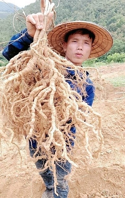 Chùm củ ba kích tím