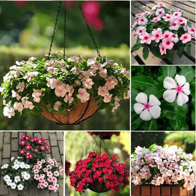 5 loại hoa càng nóng càng nở điên cuồng, nếu trồng bây giờ 30 ngày sau sẽ khoe sắc rực rỡ