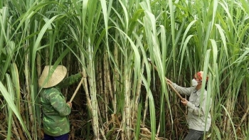 Nông dân Nghệ An phấn khởi với cây mía nguyên liệu