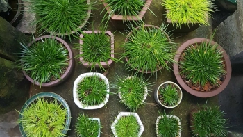 Thứ cỏ kỳ lạ làm thơm cả dòng sông đang hút hồn giới chơi cây cảnh