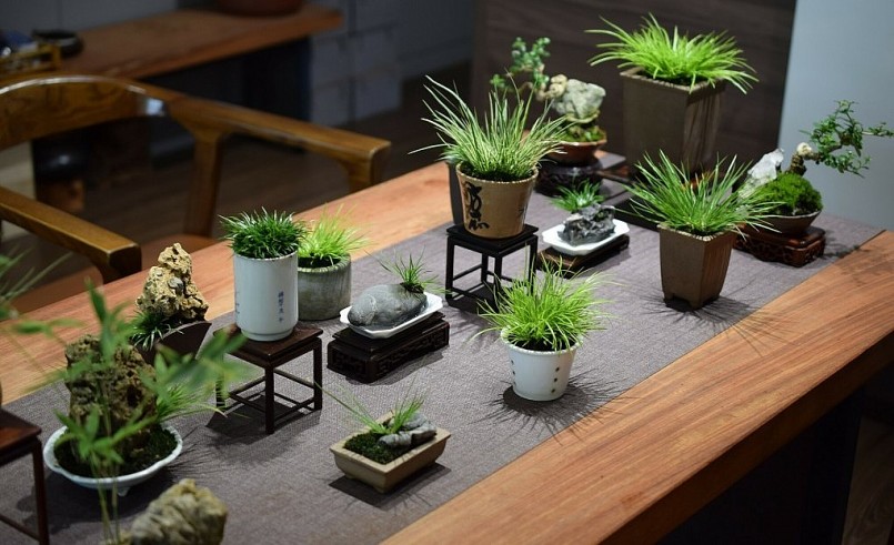 Họa sĩ Hải trồng thạch xương bồ theo nhiều cách khác nhau.