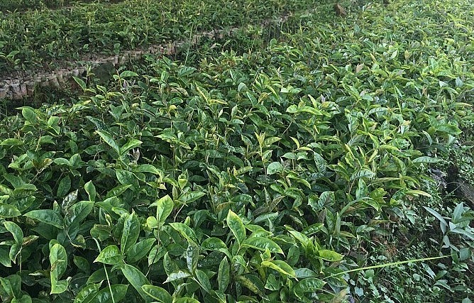 Cây ba kích tím phát triển tốt khi trồng xen canh dưới tán rừng hoặc trong vườn cây ăn quả. Cây ba kích tím phát triển tốt khi trồng xen canh dưới tán rừng hoặc trong vườn cây ăn quả.