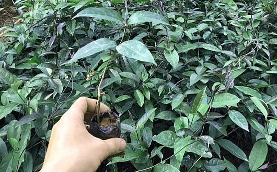 Ba kích tím là cây dược liệu được trồng ở nhiều nơi và cho hiệu quả kinh tế cao. Ba kích tím là cây dược liệu được trồng ở nhiều nơi và cho hiệu quả kinh tế cao.