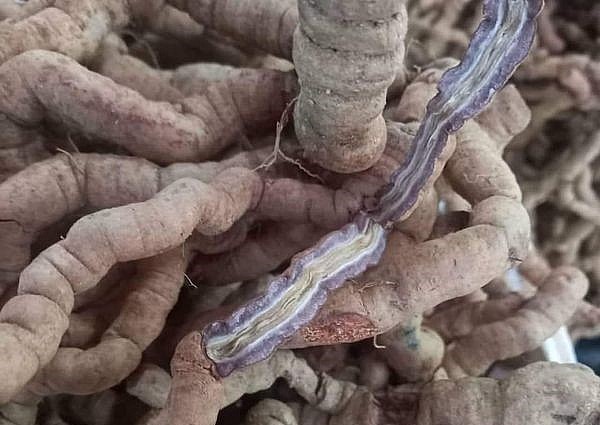 Củ ba kích tím có nhiều công dụng tốt cho sức khỏe nên được thị trường ưa chuộng. Củ ba kích tím có nhiều công dụng tốt cho sức khỏe nên được thị trường ưa chuộng.