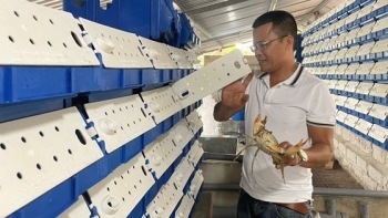 Nhiều người nuôi tôm, cua thua lỗ tại sao một nông dân ở Hà Tĩnh cứ lãi đều 3 tỷ mỗi năm?