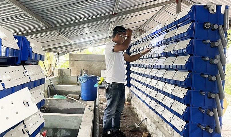 Đầu năm 2023, anh Thủy đầu tư thêm nuôi 300 con cua trong hộp nhựa. Đầu năm 2023, anh Thủy đầu tư thêm nuôi 300 con cua trong hộp nhựa.