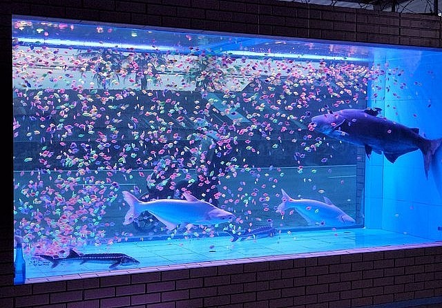 Trong hồ có hàng ngàn cá cánh buồm dạ quang và cá tra dầu “khủng”.