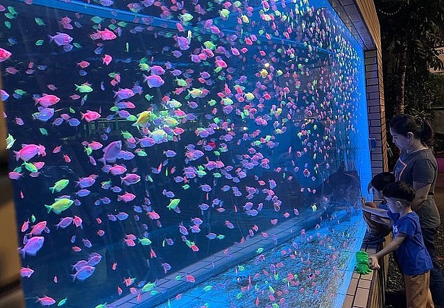 Hồ cá cảnh ngoài trời nuôi hàng nghìn cá cảnh phục vụ mọi người xem miễn phí.