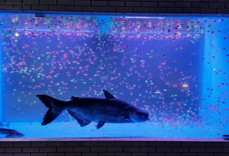 Điểm nhấn của hồ cá là cá tra dầu dài 1,4 m, nặng 49 kg.