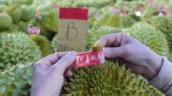 Hàng trăm mã số vùng trồng bị thu hồi, nông sản phập phồng nỗi lo tiêu chuẩn xuất khẩu