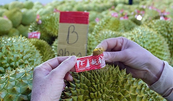 Một trong những yêu cầu bắt buộc để nông sản được xuất khẩu chính ngạch là được cấp mã số vùng trồng.