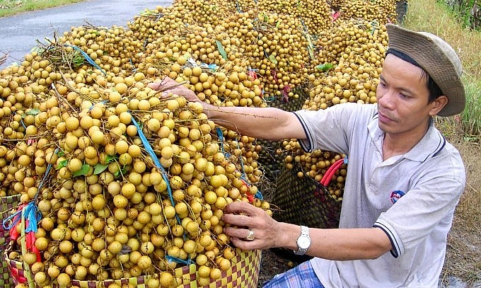 Hiện nay, cả nước có 6.439 vùng trồng ở 53/63 tỉnh thành và 1.618 cơ sở đóng gói tại 33 địa phương được cấp mã số xuất khẩu. 