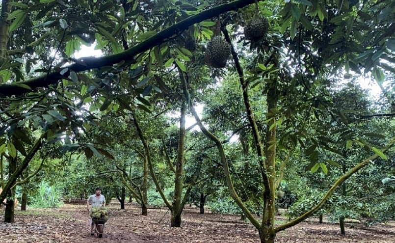 Việc xây dựng mã số vùng trồng cho nông sản không những giúp truy xuất nguồn gốc mà còn gắn chặt sản xuất theo quy trình nhất định để đáp ứng yêu cầu của các thị trường. 