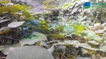 Công dụng hữu ích của củ dòm