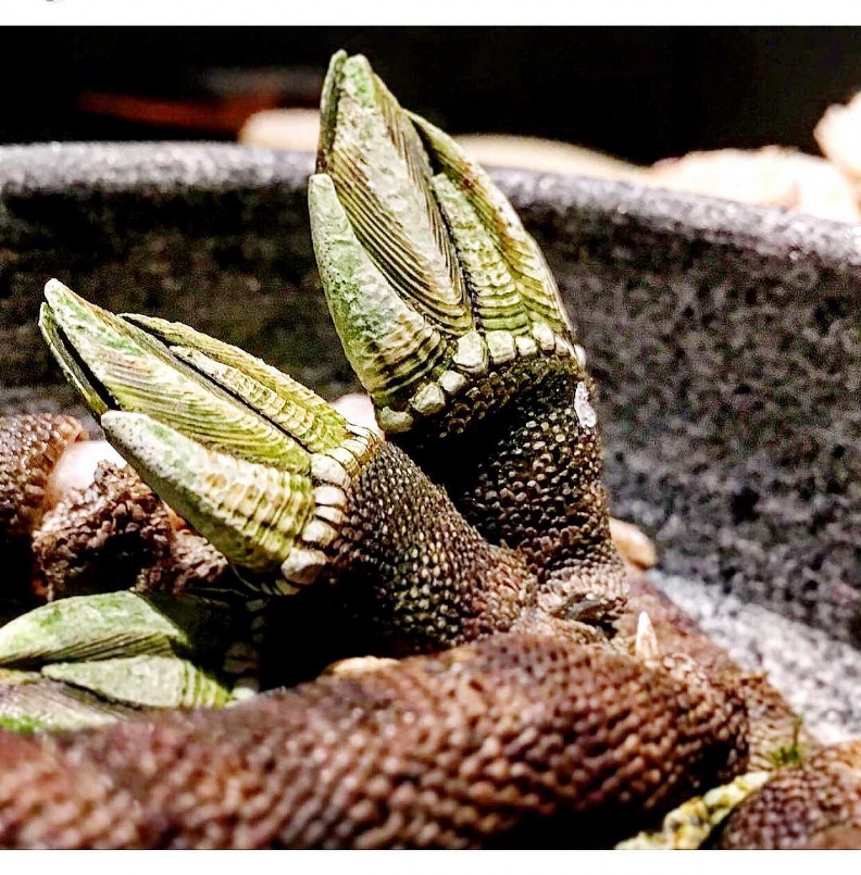 Ốc móng rồng độc đáo, nhiều người săn lùng ở tỉnh Khánh Hòa Ốc móng rồng độc đáo, nhiều người săn lùng ở tỉnh Khánh Hòa