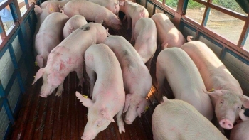 Giá heo hơi hôm nay 27/4: Quay trở lại quỹ đạo giảm, lún sâu vào thua lỗ doanh nghiệp cũng ngưng tái đàn