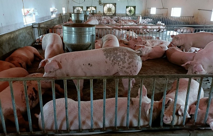 Giá heo hơi hôm nay (27/4), tiếp tục giảm người chăn nuôi thua lỗ nên ngưng kế hoạch tái đàn. Giá heo hơi hôm nay (27/4), tiếp tục giảm người chăn nuôi thua lỗ nên ngưng kế hoạch tái đàn.