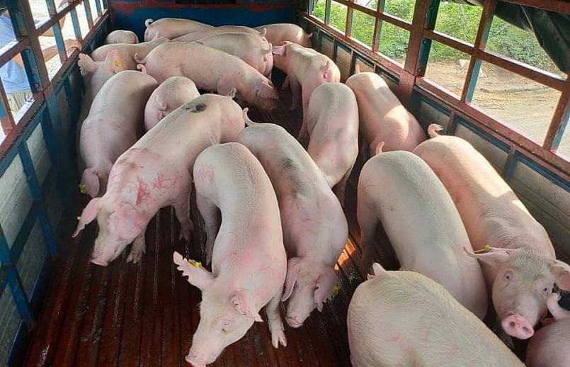 Giá heo hơi hôm nay (27/4), quay trở lại quỹ đạo giảm chạm đáy 51.000 đồng/kg. Giá heo hơi hôm nay (27/4), quay trở lại quỹ đạo giảm chạm đáy 51.000 đồng/kg.