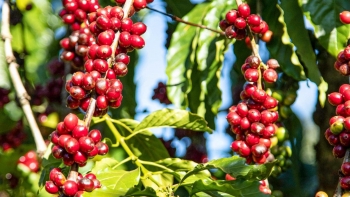 Giá nông sản hôm nay 27/4: Cà phê hãm đà tăng, hồ tiêu tăng chạm đỉnh 68.000 đồng/kg