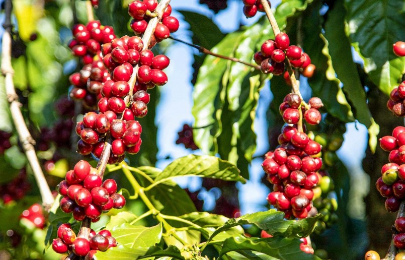 Giá nông sản hôm nay 27/4, cà phê có những diễn biến trái ngược trên sàn kỳ hạn.