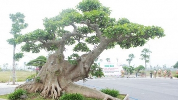 Siêu phẩm sung bonsai trăm tuổi lồng bóng sanh kỳ lạ, đại gia từng định giá 10 tỷ gây sốt