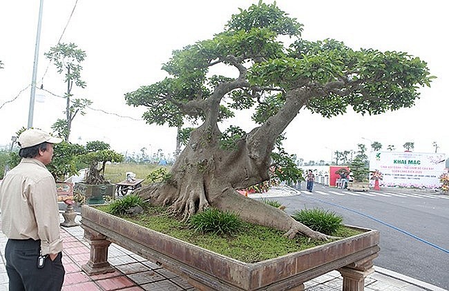 Cây sung cảnh có trên 100 tuổi, dánh thế độc đáo lồng trong bóng sanh.