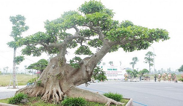 Cây có tuổi đời gần 100 năm, thân bè dẹt vô cùng khác lạ.