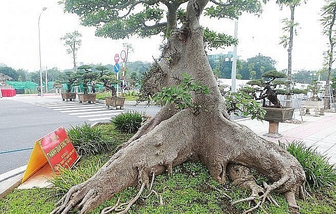 Cây sung cao khoảng 2 mét, đường kính bệ rễ khoảng 3 mét.