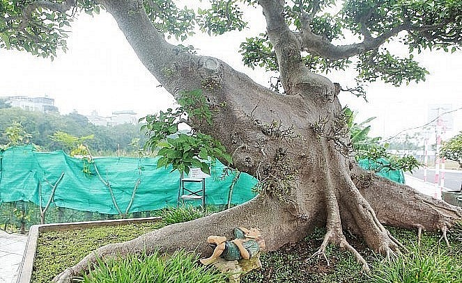 Tất cả bộ rễ của cây sung cảnh đều bè dẹt cho thấy cây rất nhiều năm tuổi. 