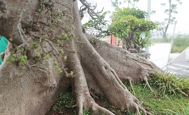 Vào mùa ra quả, cây sung cho quả chi chít từ gốc đến ngọn.